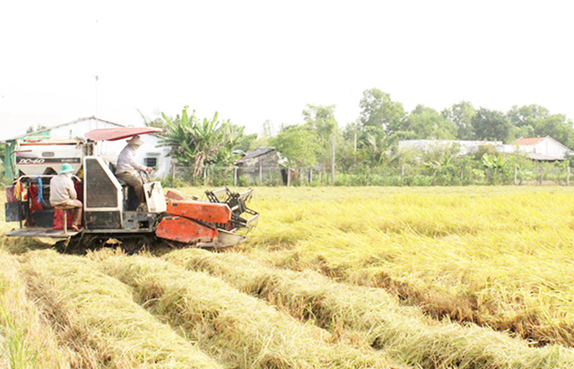 Sản xuất lúa công nghệ cao ở Long An đang có những bước tiến tích cực.