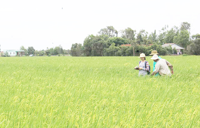 Lúa công nghệ cao mang lại giá trị kép về kinh tế và môi trường sinh thái (Ảnh TL)