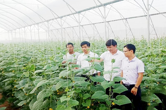 Các HTX tại Yên Dũng đang đẩy mạnh ứng dụng công nghệ cao để nâng cao hiệu quả cho thành viên (Ảnh TL)