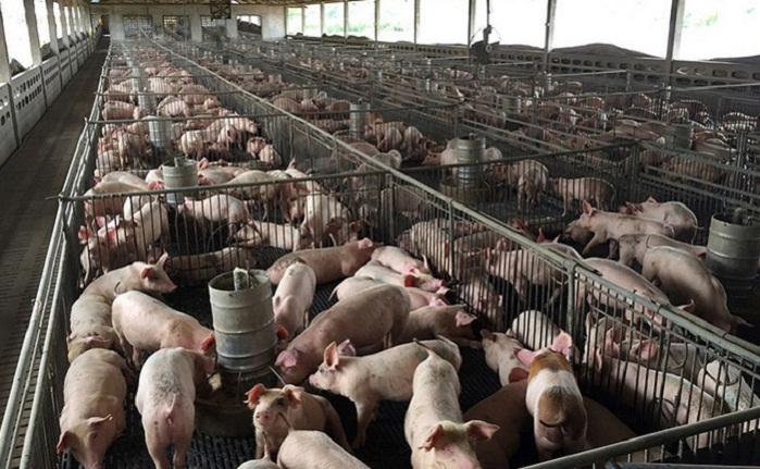 Giá thịt lợn ở mức cao giúp Dabaco đạt 164% kế hoạch lợi nhuận cả năm chỉ trong 6 tháng.