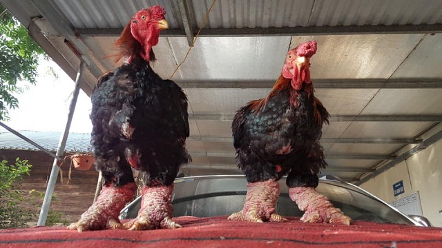 Gà Đông Tảo thuộc giống gà to con, dáng hình bệ vệ, với thân hình to, da đỏ, đầu oai vệ, cặp chân vững chãi