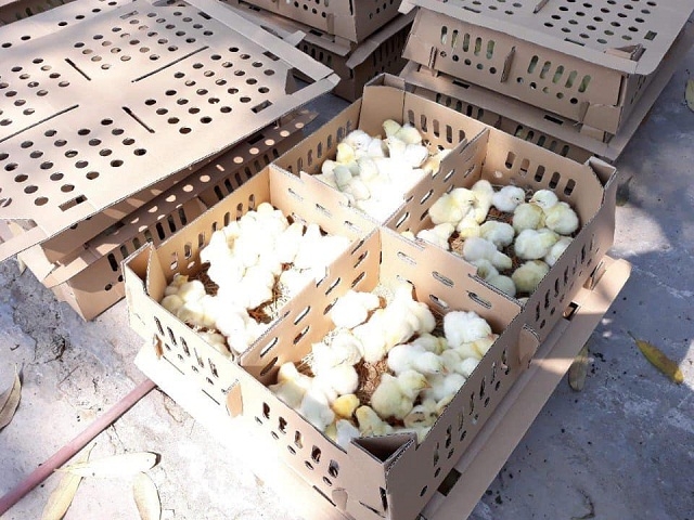 HTX đã áp dụng kỹ thuật chăn nuôi an toàn VietGAP, nhằm nâng cao thu nhập cho thành viên