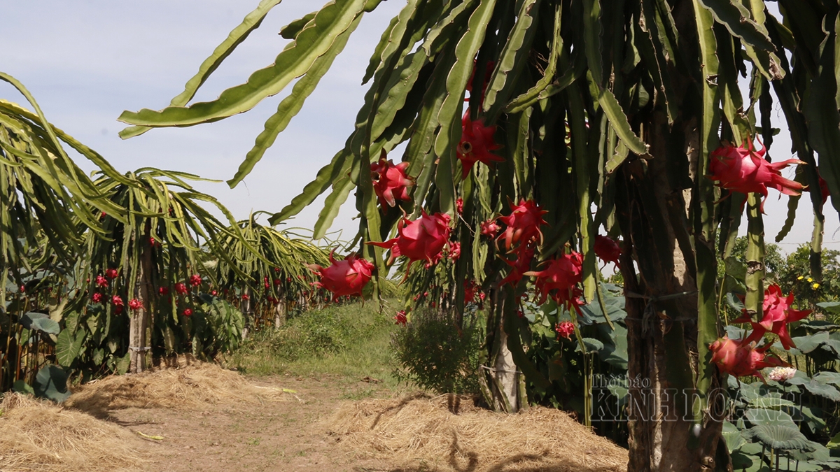 Thanh long ruột đỏ năng suất hơn thang long ruột trắng từ 5 vụ