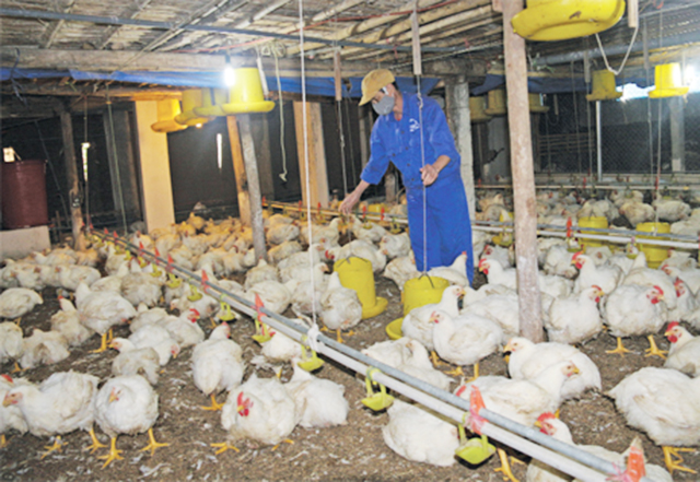 Chăn nuôi an toàn cho hiệu quả cao ở Hà Quảng (Ảnh TL)