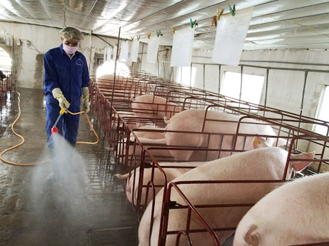 Hà Quảng sẽ tiếp tục đầu tư cho các mô hình chăn nuôi an toàn, mang lại lợi ích bền vững cho người dân (Ảnh TL)