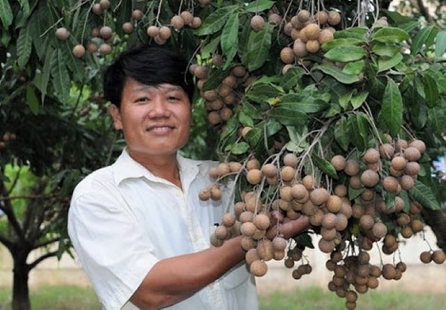 Khu vực kinh tế hợp tác phát huy được thế mạnh của vùng đất nhãn, góp phần quan trọng trong thực hiện các tiêu chí xây dựng NTM (Ảnh: Internet)