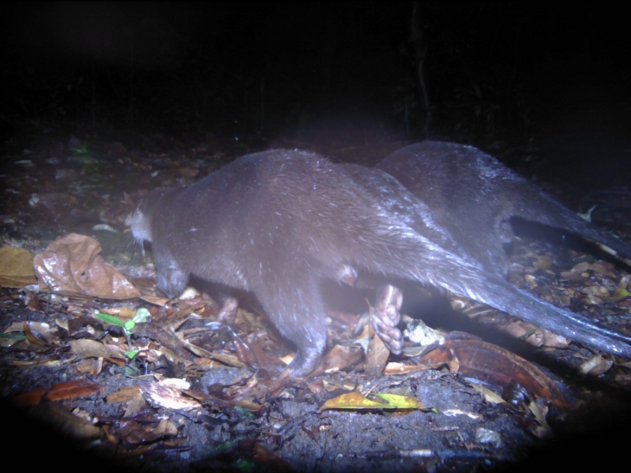 Rái cá vuốt bé được các chuyên gia phát hiện và chụp ảnh tại rừng Kon Plông