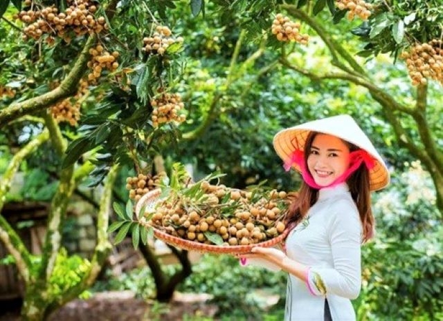 Khu vực kinh tế hợp tác tỉnh Hưng Yên có đóng góp quan trọng trong thực hiện các tiêu chí về hình thức tổ chức sản xuất, thu nhập, giảm nghèo... trong chương trình xây dựng nông thôn mới.