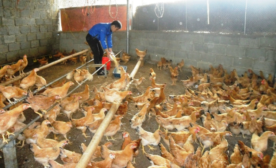 Các HTX đã tạo ra nhiều công ăn việc làm cho người lao động, qua đó nâng cao thu nhập, góp phần xóa đói giảm nghèo