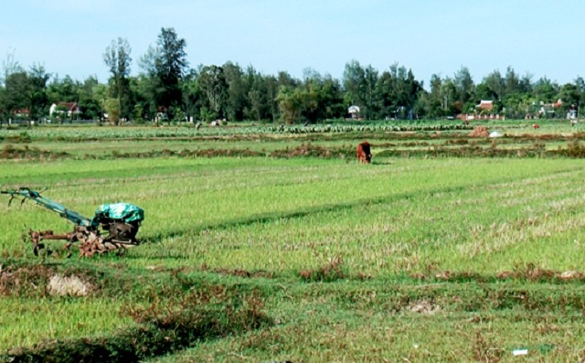 Những năm gần đây, tình trạng bỏ hoang đất sản xuất nông nghiệp ở huyện Thăng Bình tiếp tục gia tăng (Ảnh: TL)