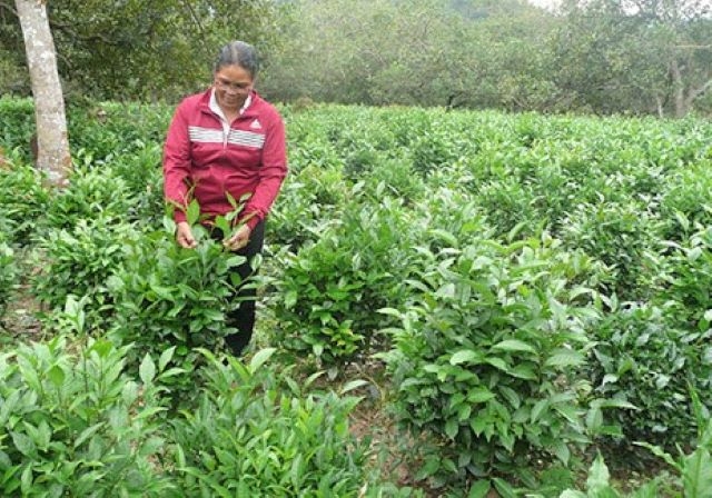 Các chính sách hỗ trợ tạo sinh kế cho người dân, khuyến khích các mô hình sản xuất bền vững giúp Phước Lộc trở thành xã giảm nghèo sâu nhất huyện Đạ Huoai (Ảnh: Internet)