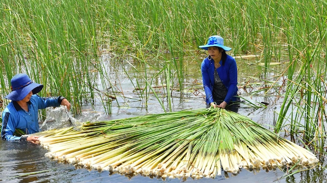 Mô hình trồng cây bồn bồn mang lại thu nhập khá cho người dân xã Khánh An