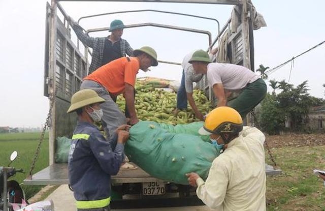 Các thành viên HTX Bút Lĩnh đang thu hoạch ngô