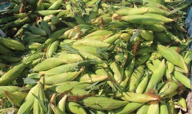 Trồng ngô ngọt cho hiệu quả kinh tế gấp 1,5 - 2 lần so với trồng lúa