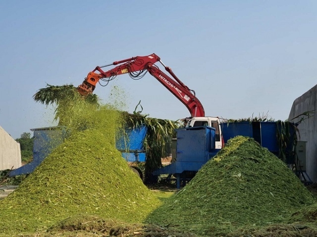 Trang trại bò sữa Vinamilk sẽ ký kết hợp đồng bao tiêu sản phẩm cây ngô của bà con nông dân (Ảnh: TL)