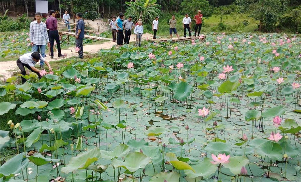 Mô hình trồng sen kết hợp nuôi cá của thành viên HTX An Xuân đang mang lại hiệu quả kinh tế cao cho các thành viên (Ảnh:TL)