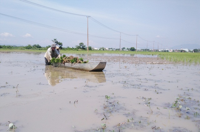 Ruộng sâu nhiều bùn làm cho người dân gặp khó khăn trong việc sản xuất lúa (Ảnh: TL)