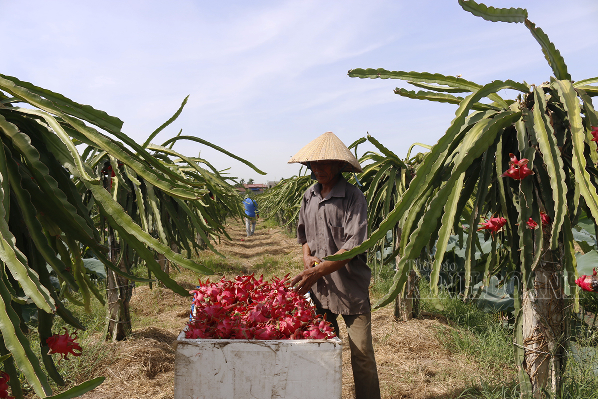 Người dân thu hoạch thanh long 2 lần/tháng, mỗi trái thanh long nặng từ 300g đến 1 kg