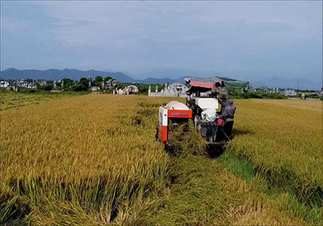 Việc chủ động liên kết với các công ty giống cây trồng và vật tư, ký hợp đồng cung ứng và bao tiêu giống lúa chất lượng cao của HTX đã giúp các thành viên yên tâm sản xuất (Ảnh:TL)