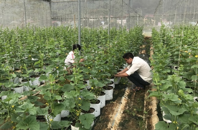 HTX Trọng Tín đang đầu tư hiệu quả cho việc trồng dưa lưới trong giá thể