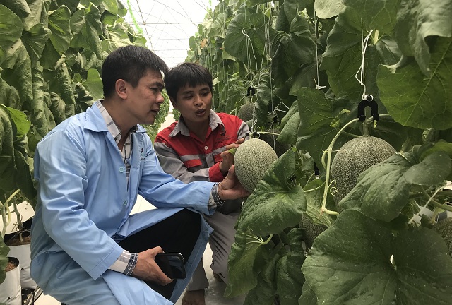 Hà Nội: Kết nối tiêu thụ dưa lưới công nghệ cao.