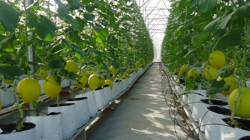 Mô hình sản xuất nông nghiệp công nghệ cao của Công ty VinEco tại xã Xuân Khê (Ảnh:TL)