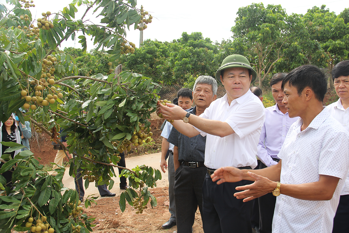 Chủ tịch Liên minh HTX Việt Nam Nguyễn Ngọc Bảo khảo sát cây ăn quả của HTX Phương Nam, tỉnh Sơn La (Ảnh: Phạm Duy)