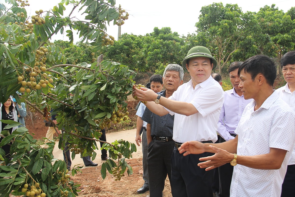 Chủ tịch Liên minh HTX Việt Nam Nguyễn Ngọc Bảo khảo sát cây ăn quả của HTX Phương Nam, tỉnh Sơn La (Ảnh: Phạm Duy)