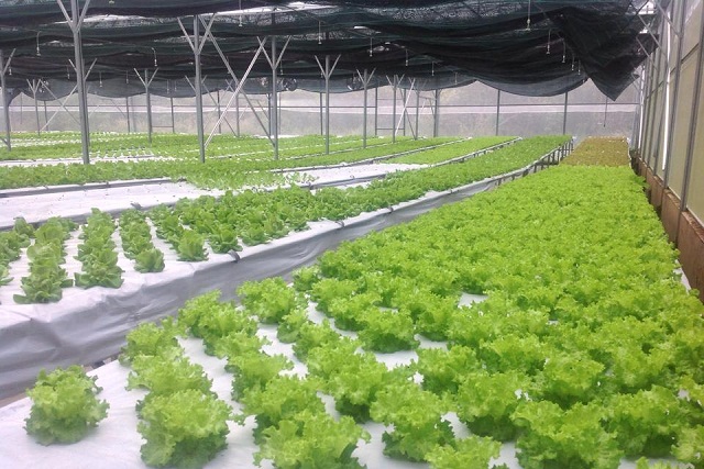 Các mô hình nông nghiệp công nghệ cao sẽ là nơi tạo ra nhiều việc làm cho người dân trên địa bàn