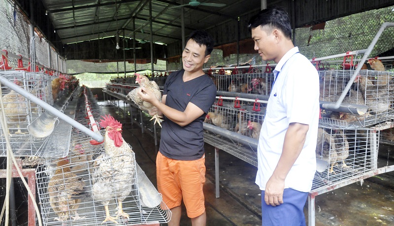 Mô hình nuôi gà của HTX Tuyền Hiền.