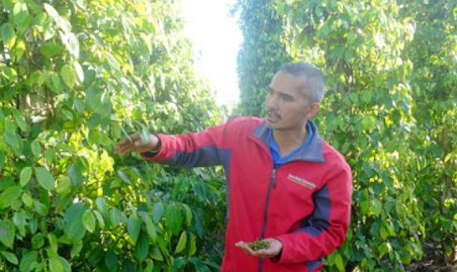 Hồ tiêu của HTX vẫn xanh tốt nhờ chăm sóc theo hướng hữu cơ, cho sản phẩm sạch và góp phần bảo vệ môi trường (Ảnh: TL)