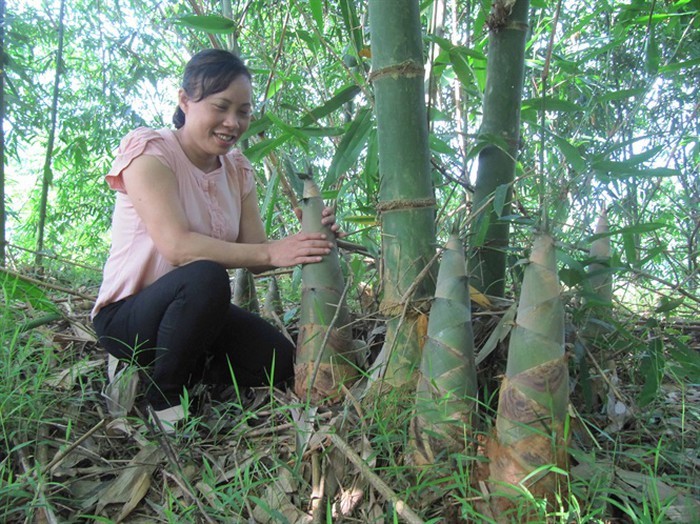 Nhờ trồng măng tre Bát Độ mà nhiều hộ dân ở Yên Bái đã vươn lên thoát nghèo, cuộc sống ngày một ổn định.