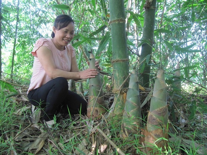 Nhờ trồng măng tre Bát Độ mà nhiều hộ dân ở Yên Bái đã vươn lên thoát nghèo, cuộc sống ngày một ổn định.