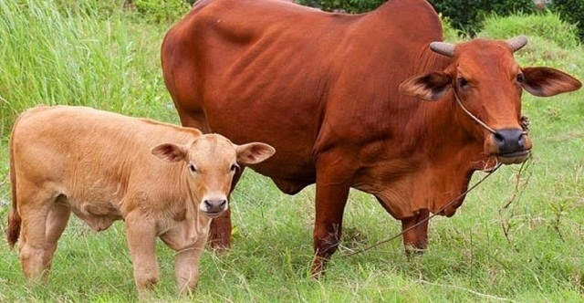 Hiện nay, trên địa bàn tỉnh Hòa Bình đã có nhiều hộ dân phát triển nghề chăn gia súc (Ảnh: TL)