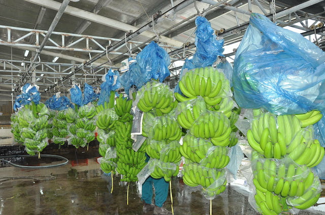 Hệ thống thu hoạch chuối cấy mô ở xã Thanh An, huyện Dầu Tiếng (ảnh:TL)