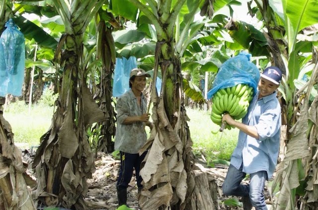 Từ các mô hình HTX nông nghiệp hiệu quả đã góp phần giúp người dân Dầu Tiếng thoát nghèo (ảnh:TL)