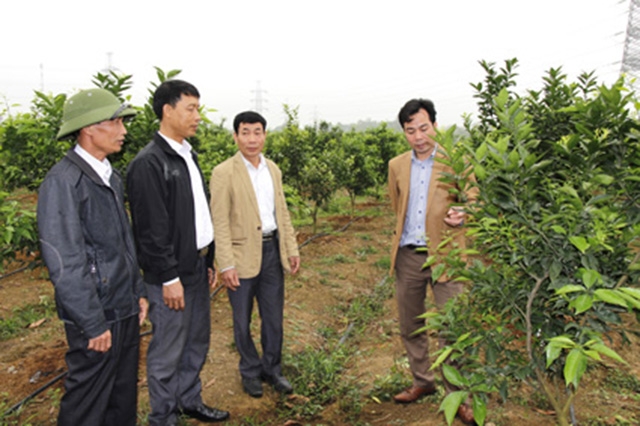 HTX dịch vụ nông nghiệp Đồng Phong tích cực hướng dẫn thành viên chuyển đổi diện tích đất sản xuất lúa kém hiệu quả sang trồng cây ăn quả để nâng cao hiệu quả khai thác trên cùng diện tích.