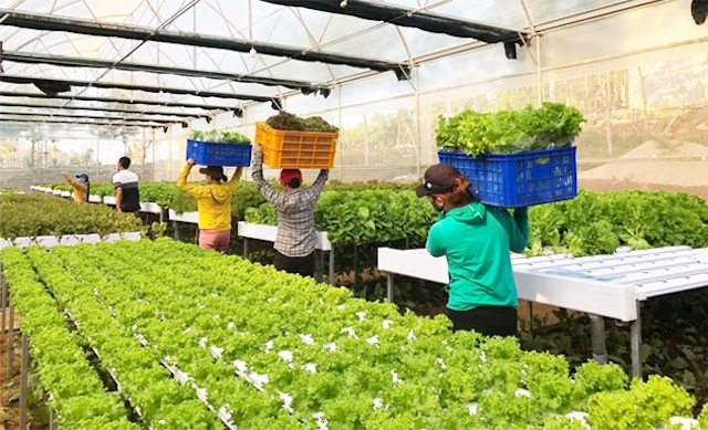 Hỗ trợ HTX tham gia đóng BHXH cho các thành viên.