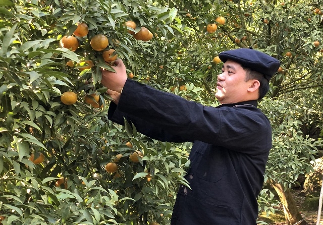 Trồng quýt hàng hóa giúp người dân nâng cao đời sống.