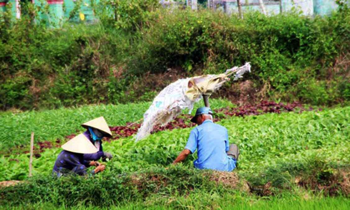 Sản xuất, kinh doanh còn nhỏ lẻ, manh mún khiến nhiều HTX khó áp dụng khoa học công nghệ trong sản xuất nên hiệu quả kinh tế còn rất hạn chế (Ảnh: TL)