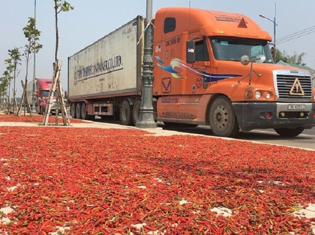 Liên kết, tìm đầu ra cho sản phẩm ớt là hướng đi cần thiết cho người dân Bình Sơn (Ảnh: TL)
