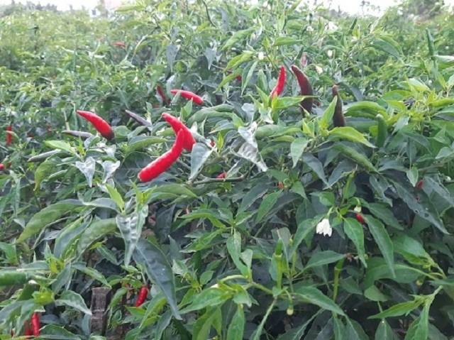 Mở rộng diện tích trồng ớt đang mang lại hiệu quả kinh tế cho người dân huyện Bình Sơn (Ảnh: TL)