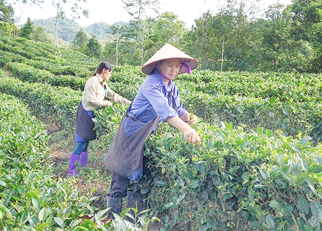 Các HTX, tổ hợp tác sẽ được đẩy mạnh phát triển để thúc đẩy tiến trình xoá đói, giảm nghèo tại địa phương (Ảnh TL)