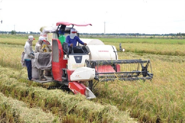 HTX đứng ra làm dịch vụ thu hoạch lúa cho thành viên và người dân