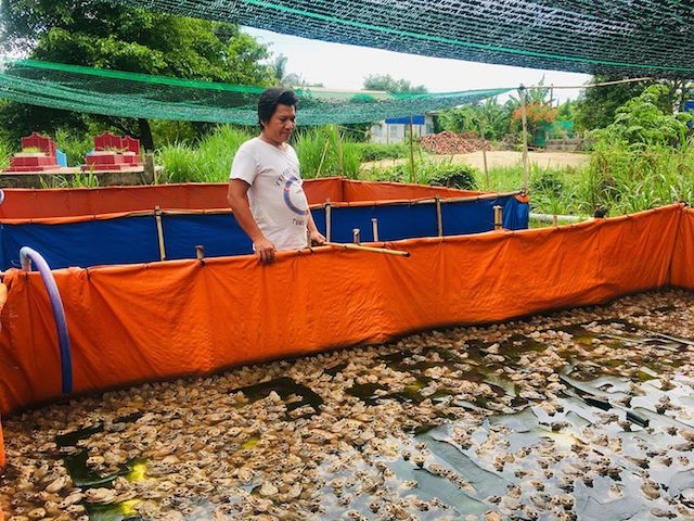Nhờ học nghề đã giúp nông dân huyện Châu Phú phát triển nghề nuôi ếch