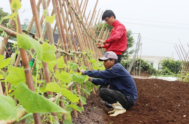 HTX có vai trò đặc biệt quan trọng để hoàn thành mục tiêu nâng cao thu nhập cho người dân.