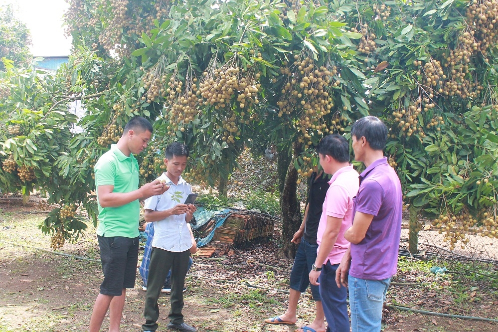 HTX bưởi, nhãn an toàn 8X Thống Nhất sắp bước vào vụ thu hoạch nhãn với hy vọng được mùa được giá