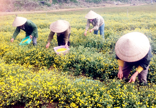 Nông dân Nho Quan đang hưởng lợi kép về kinh tế, ATLĐ nhờ liên kết sản xuất (Ảnh TL)