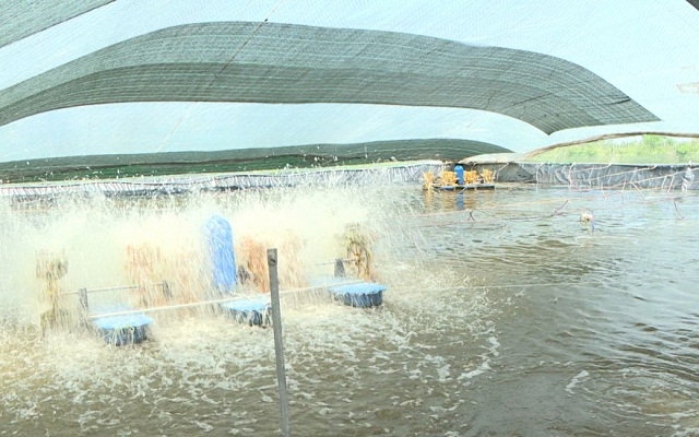 Để duy trì các ao nuôi tôm, các hộ thành viên cần sử dụng nguồn điện hợp lý, an toàn