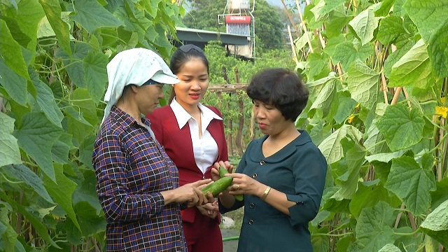 Chị em trong THT trồng rau an toàn thường xuyên gặp gỡ, trao đổi kinh nghiệm (Ảnh: TL)